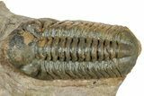 Prone Reedops Trilobite - Atchana, Morocco #322268-2